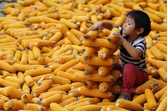 政策市下國內玉米將何去何從